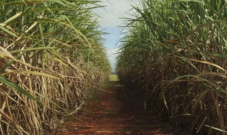 cana-de-acucar-elza-fiuza-agencia-brasil.jpeg