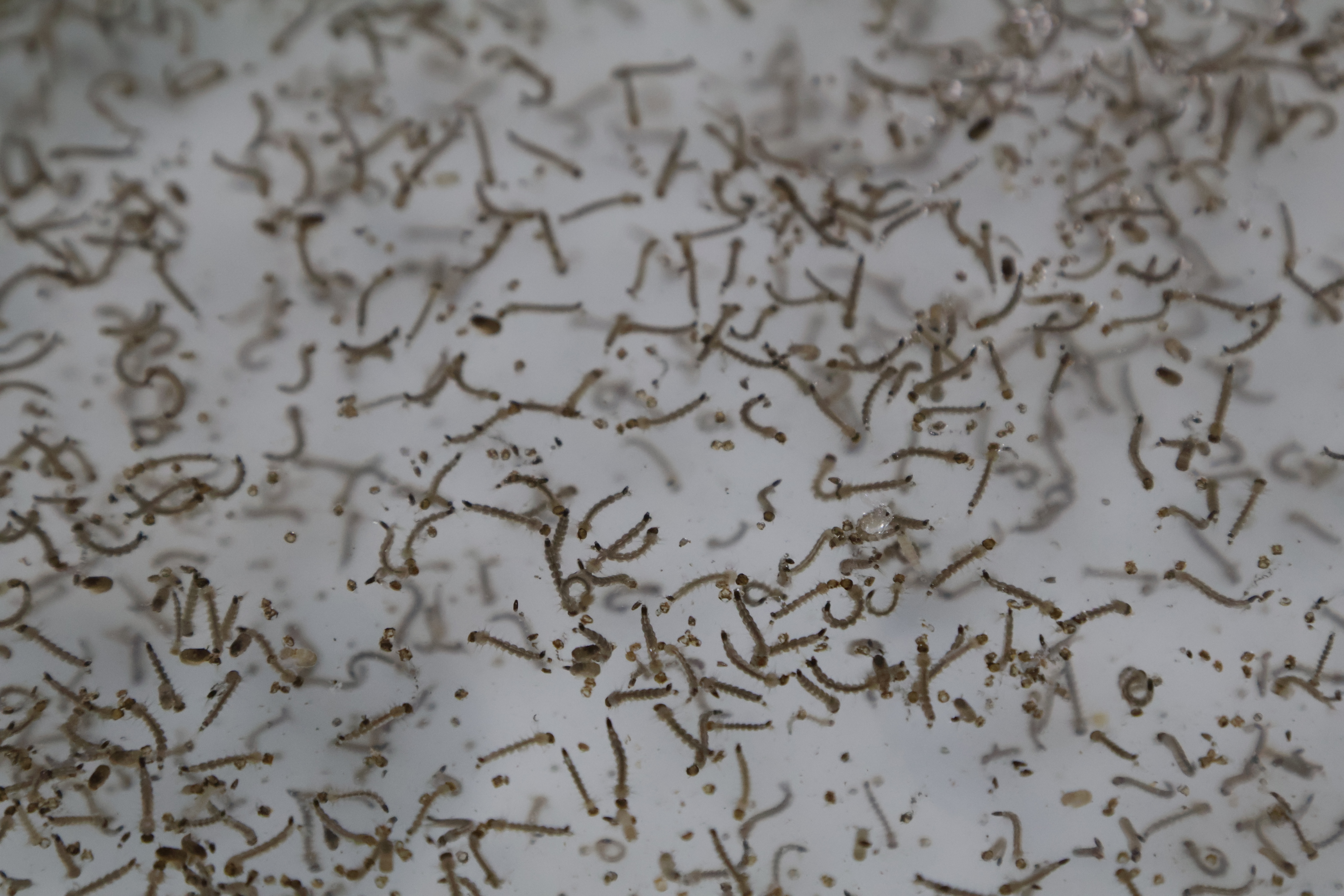 As temidas larvas do mosquito Aedes aegypt: ruptura no desenvolvimento dos vírus da dengue, zika e chikungunya
