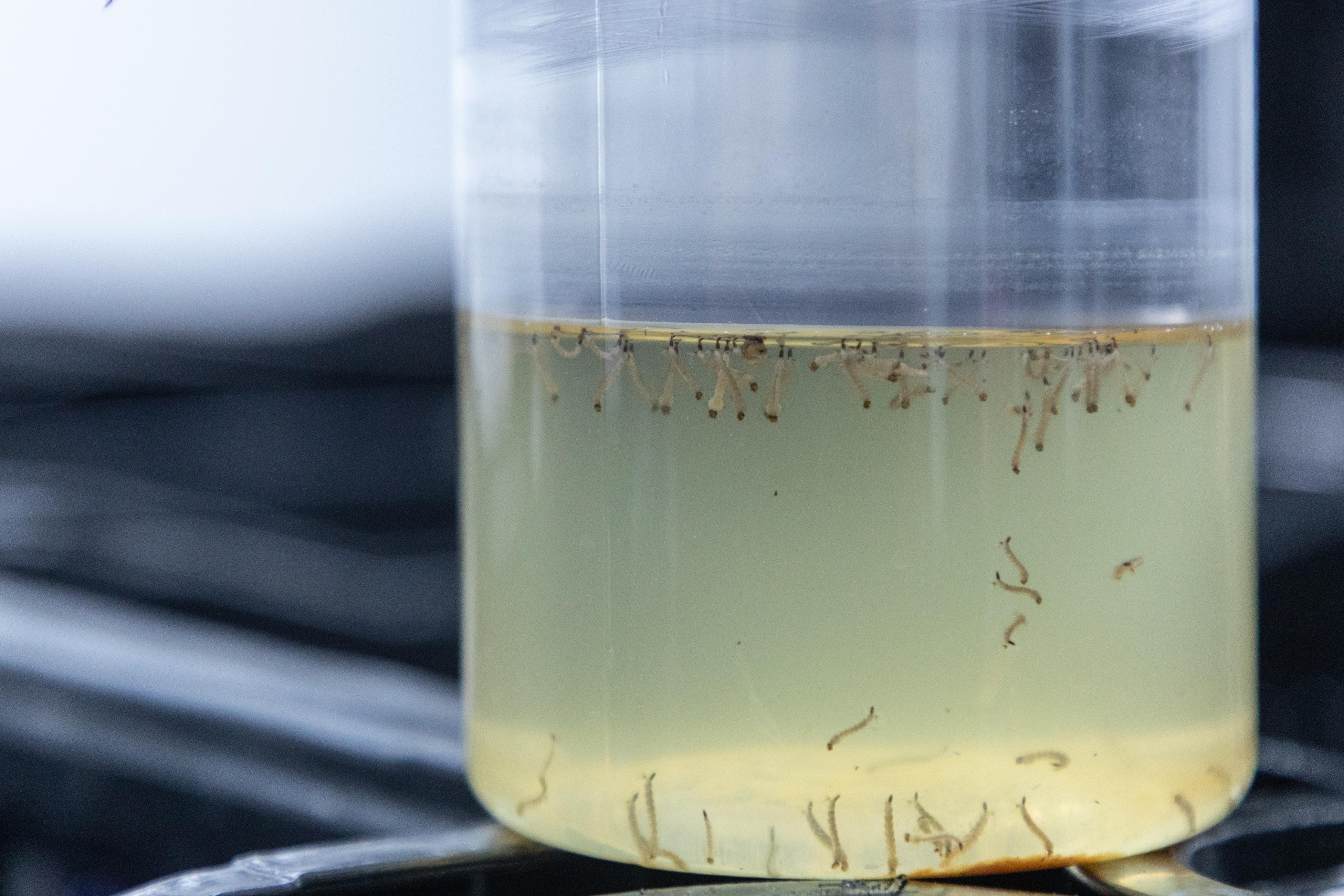 Antes de sua "fabricação", mosquitos receberam a bactéria Wolbachia que impede o ciclo natural de desenvolvimento dos vírus