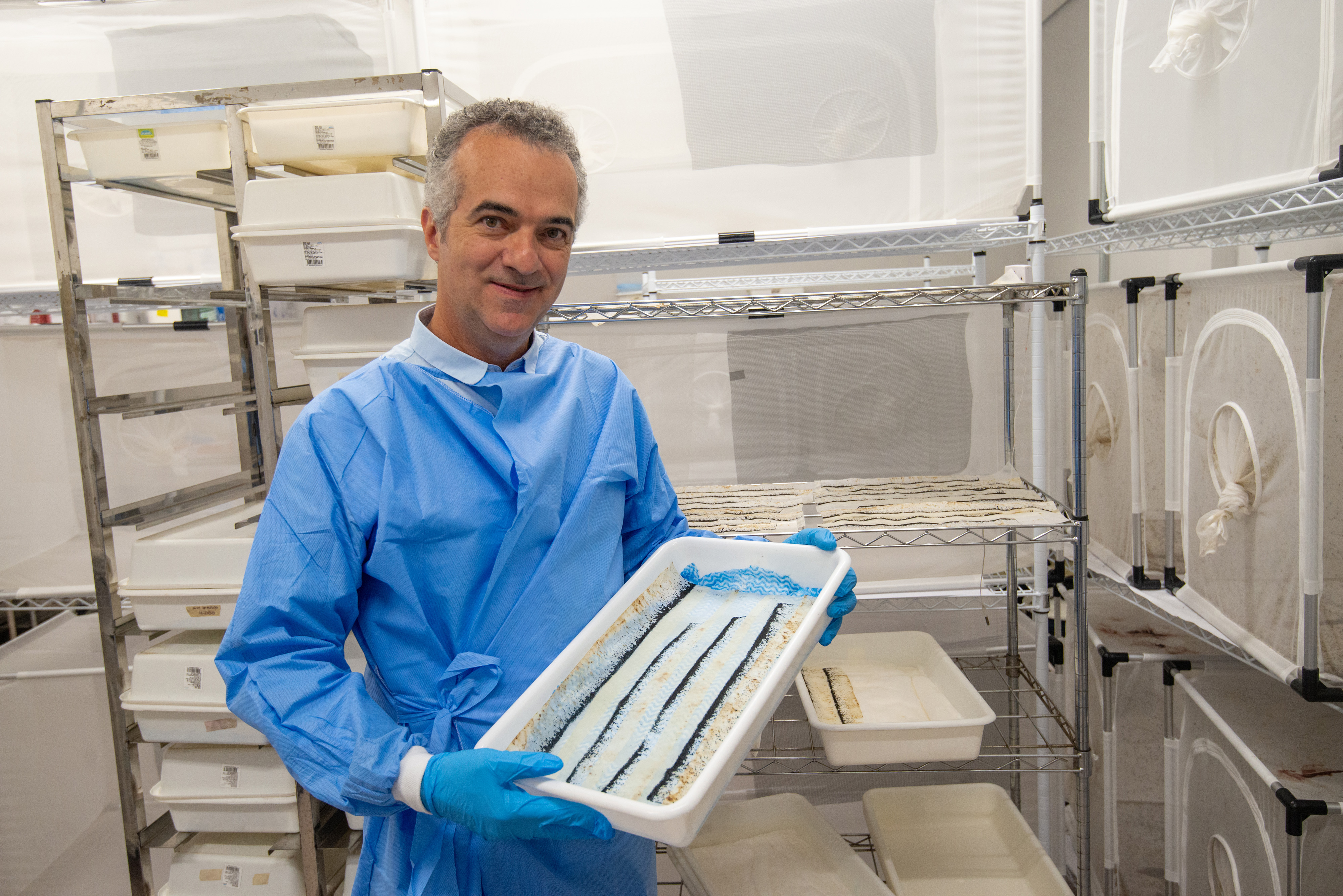 Engenheiro agrônomo Luciano Moreira introduziu no país resultados de sua pesquisa de pós-doutorado na Austrália: controle das arboviroses causadas pelo Aedes aegypt poderá romper seus ciclos definitivamente nos próximos anos
