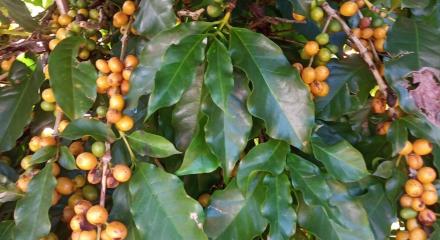 Produto de exportação que marca a agricultura brasileira, o café precisará adaptar-se às mudanças climáticas para resistir, segundo pesquisadores