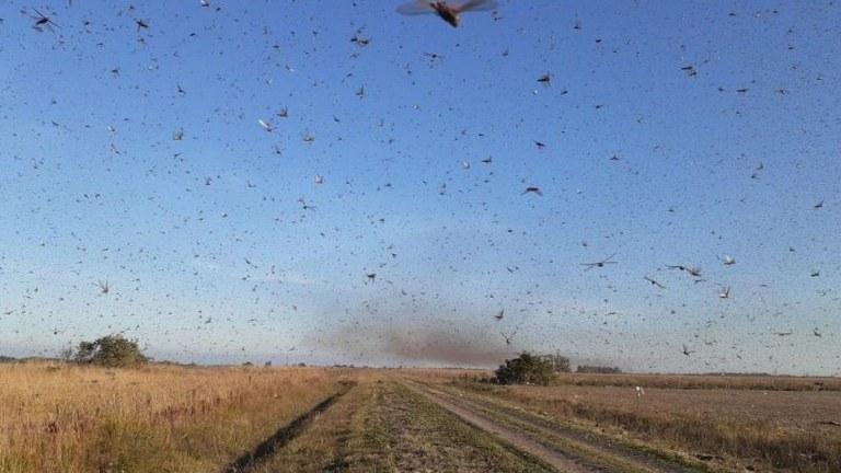 Nuvem de gafanhoto