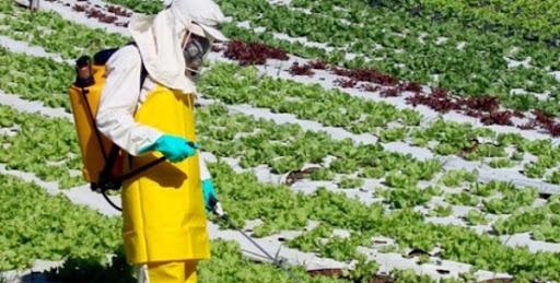 Homem trabalha em lavoura